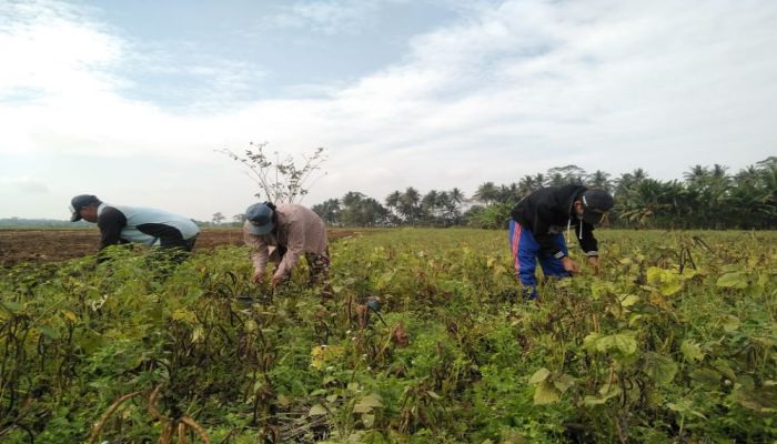 Peningkatan Produktivitas Lahan pada Musim Kemarau dengan Penanaman Kacanag Hijau di Desa Balingasal 02