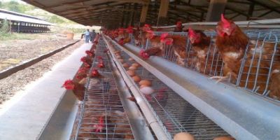 Cara Membuat Pupuk Organik dari Kotoran Ayam Petelur