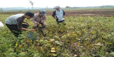 Peningkatan Produktivitas Lahan pada Musim Kemarau dengan Penanaman Kacanag Hijau di Desa Balingasal